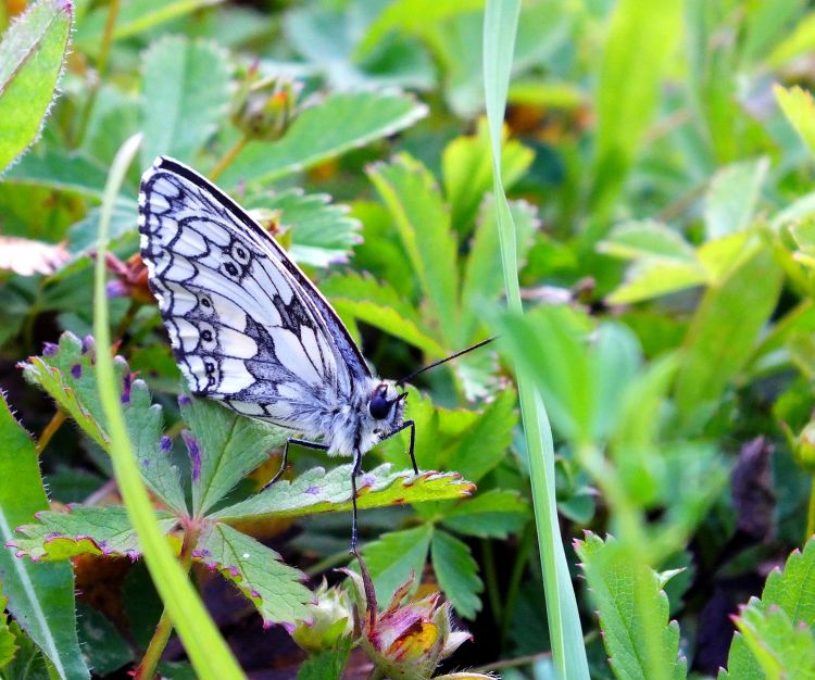 Wallpapers Animals Insects - Butterflies papillons