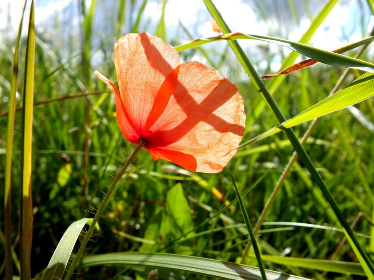 Fonds d'cran Nature Fleurs coquelicot