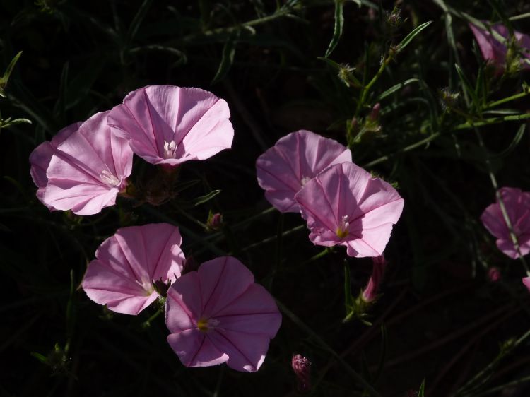 Fonds d'cran Nature Fleurs liseron cantabrique