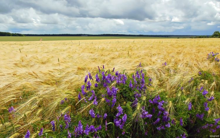 Fonds d'cran Nature Champs - Prairies Bl  l'infini 