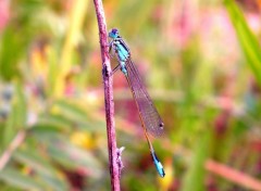  Animaux Libellules