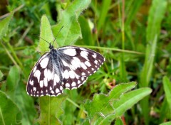  Animaux papillons