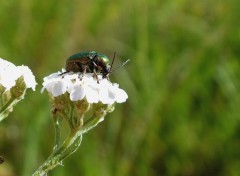  Animals hannetons