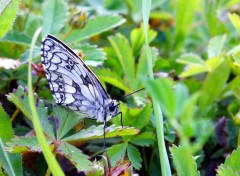  Animaux papillons