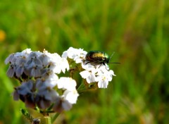  Animals hannetons