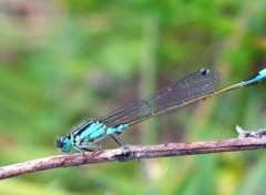  Animaux Libellules