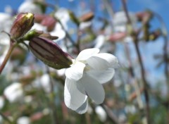  Nature Fleurs blanche champtre 