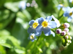  Nature Macro petites fleurs bleu