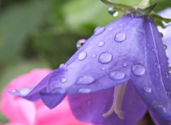  Nature Campanule sous la rose