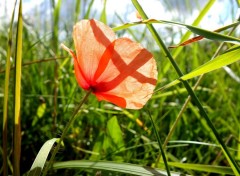  Nature coquelicot