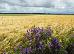  Nature Bl  l'infini 