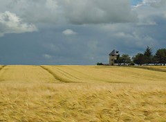  Nature Champs de bl et moulin