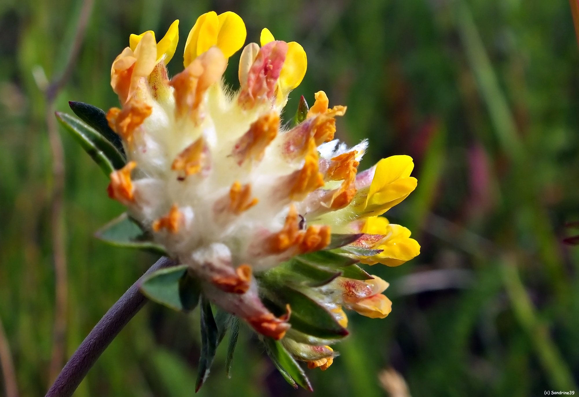 Wallpapers Nature Flowers Macro fleur des champs