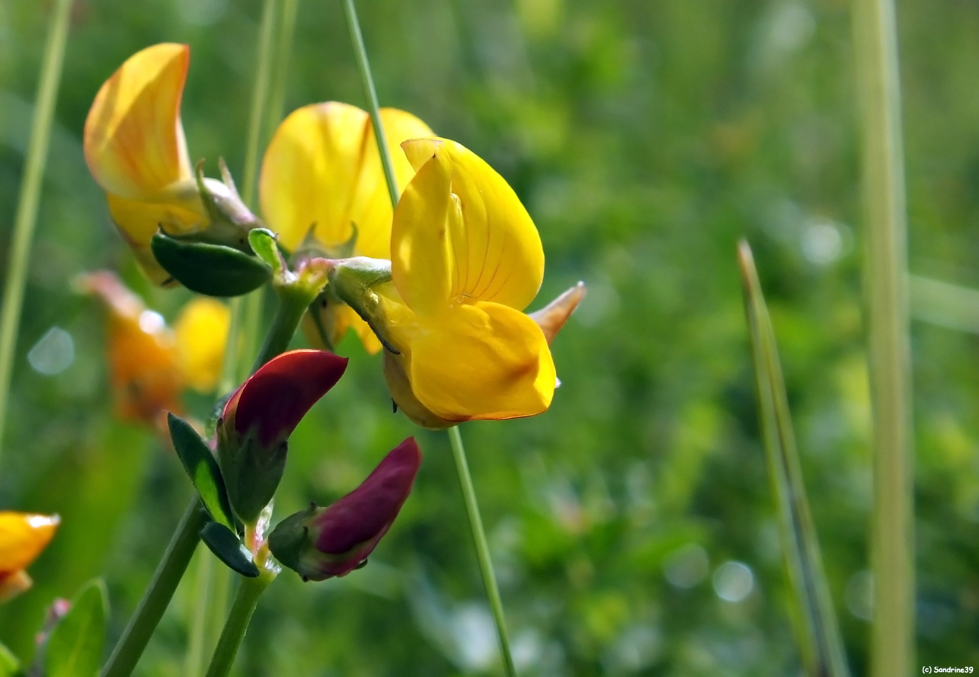 Wallpapers Nature Flowers Macro fleurs de prairies 