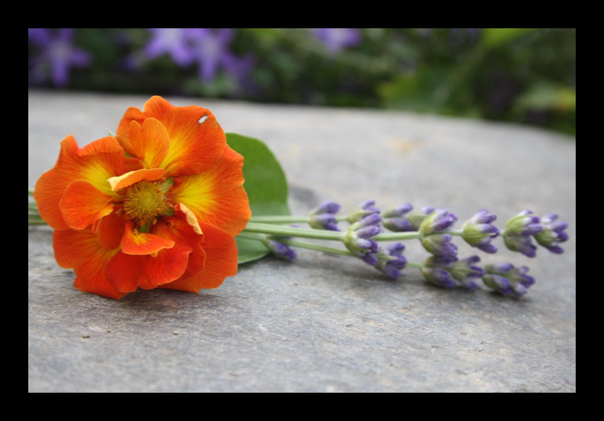 Fonds d'cran Nature Fleurs 