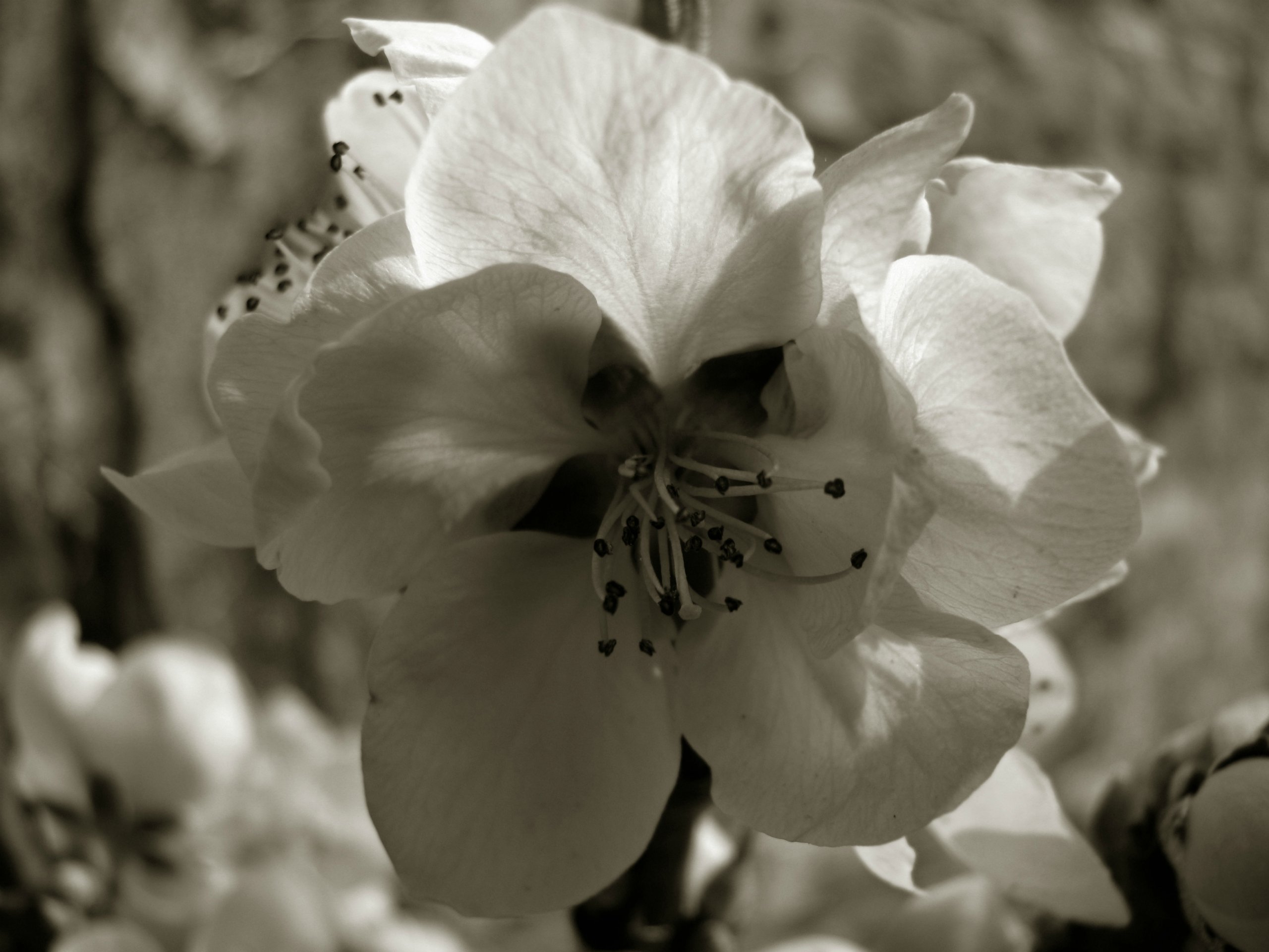 Wallpapers Nature Flowers White flower