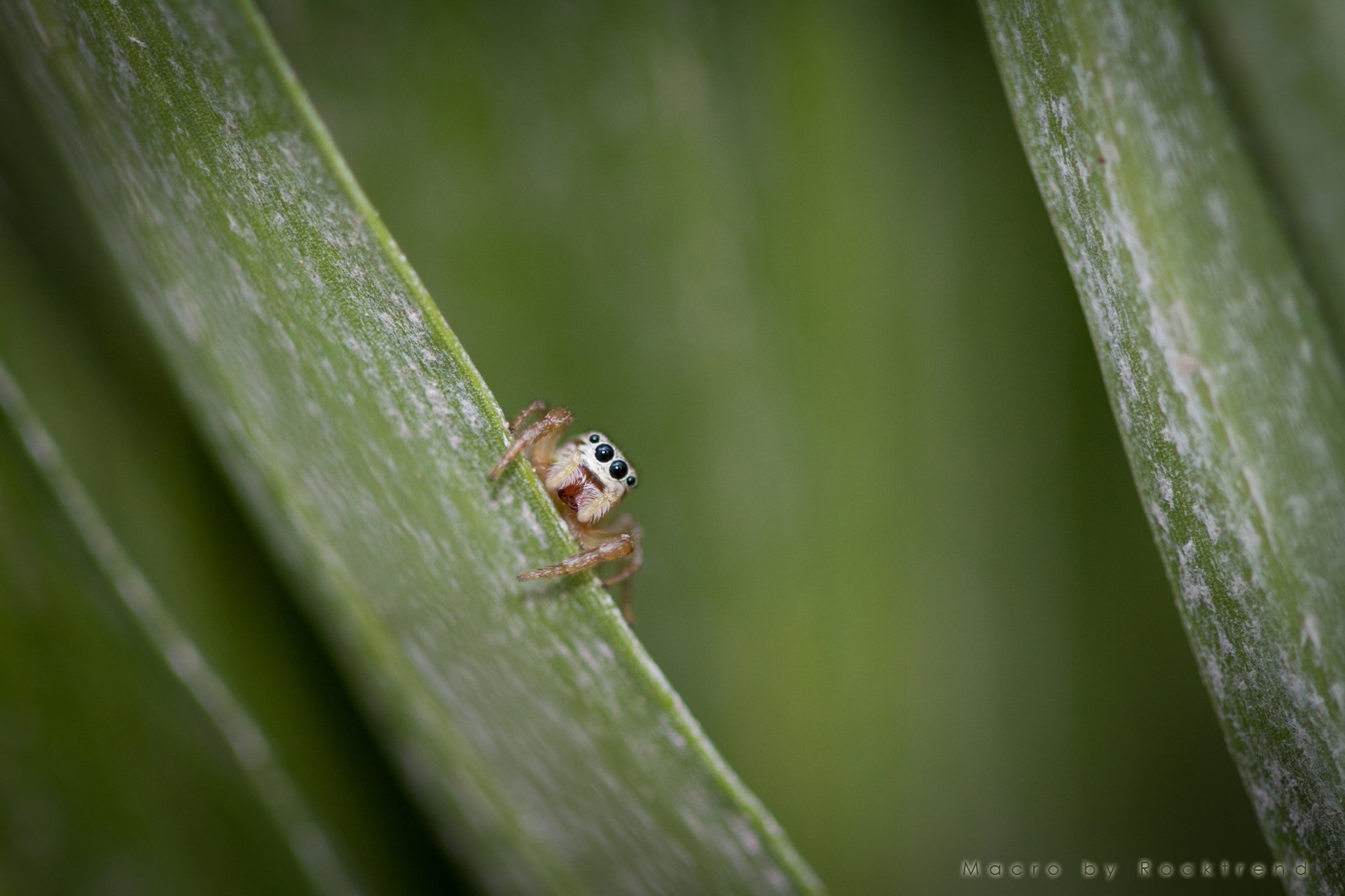 Wallpapers Animals Spiders Araigne sauteuse la suite