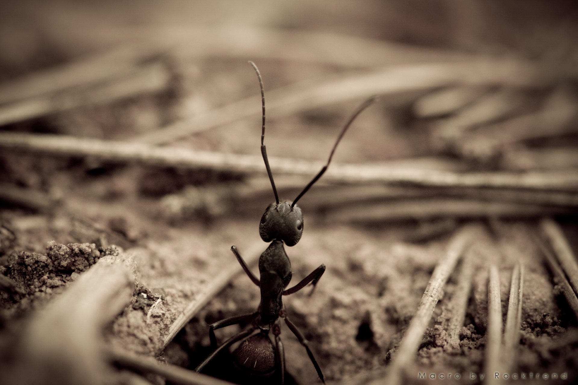 Fonds d'cran Animaux Insectes - Fourmis Une fourmis qui a bien voulu poser!