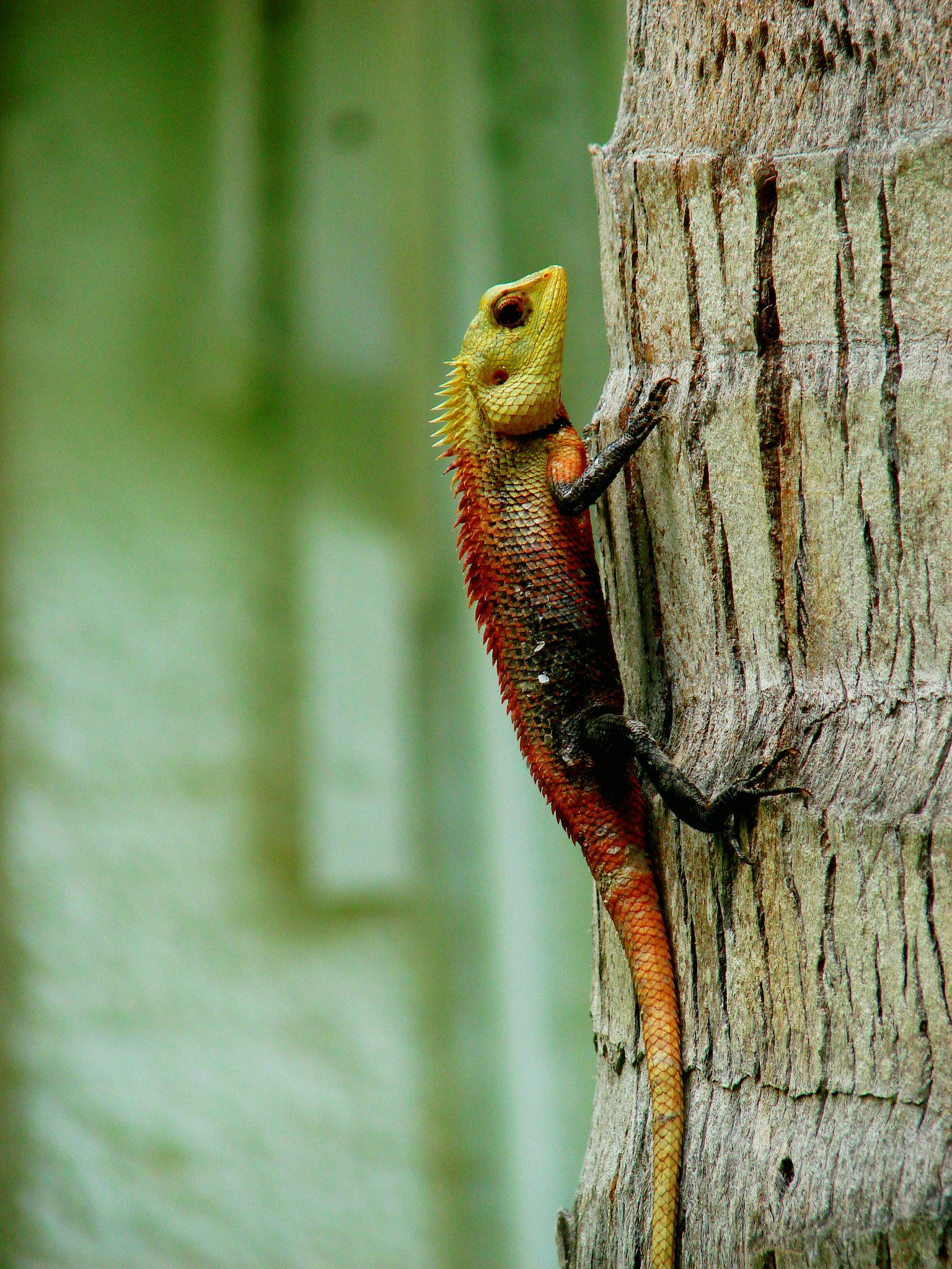 Wallpapers Animals Lizards - Iguanas 