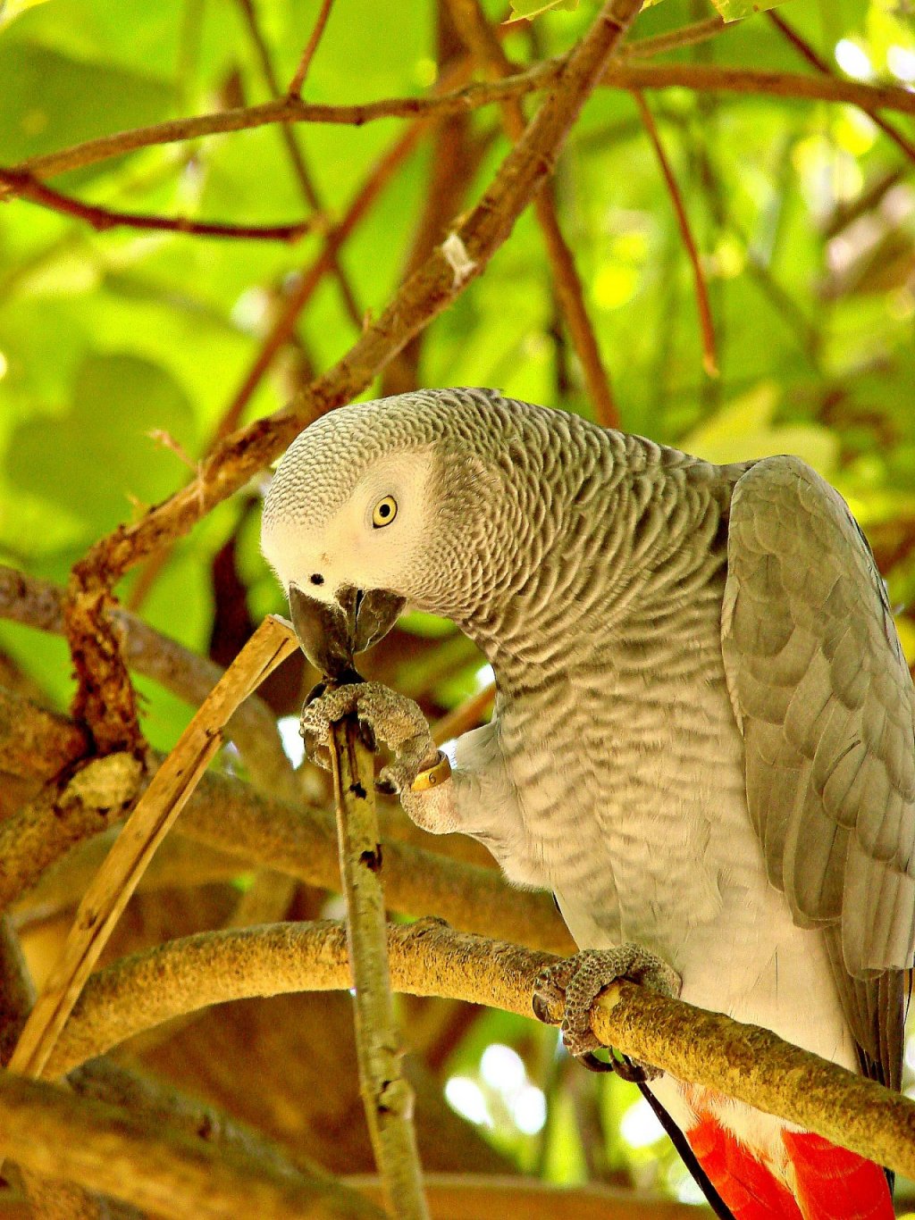 Wallpapers Animals Birds - Parrots 