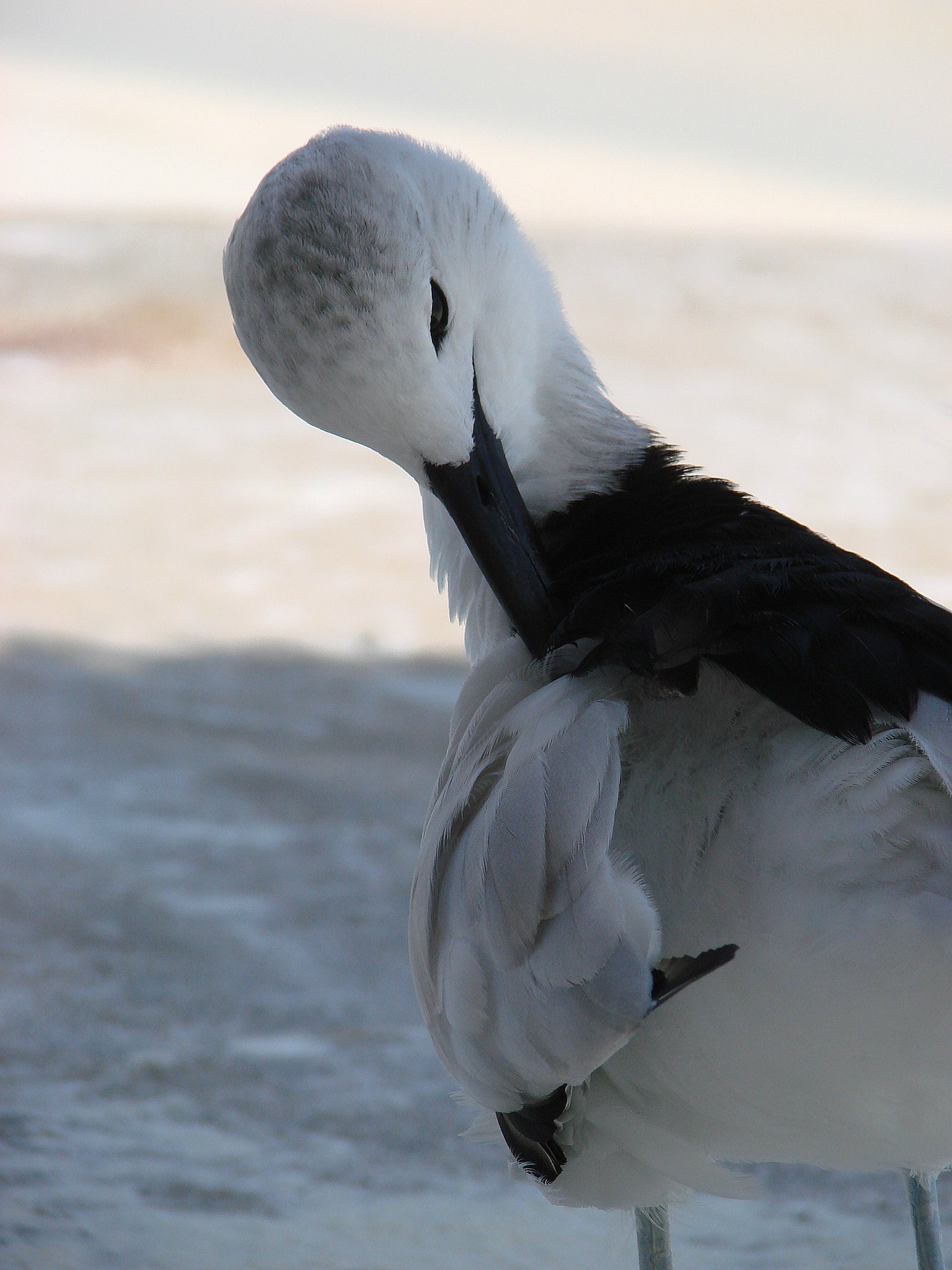 Wallpapers Animals Birds - Misc Juliette