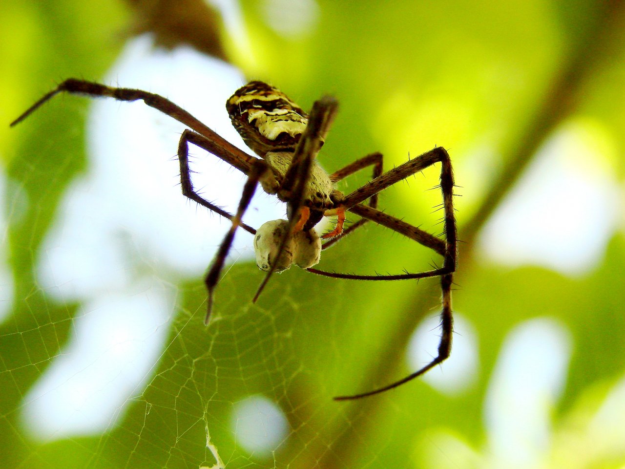 Wallpapers Animals Spiders 