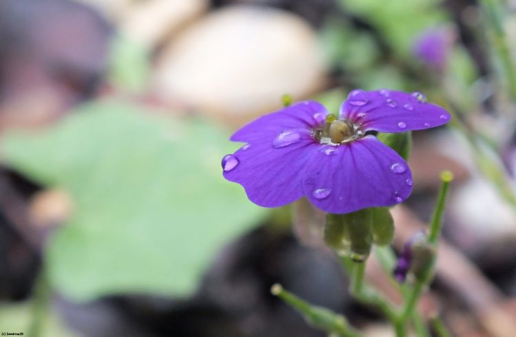 Wallpapers Nature Flowers Macro fleur