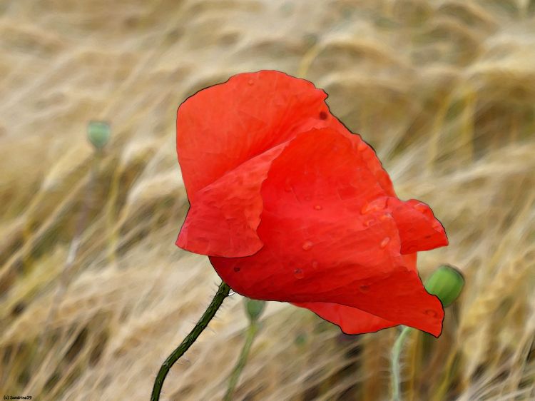 Wallpapers Nature Flowers Coquelicot 