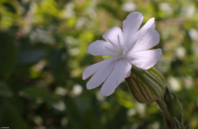 Wallpapers Nature Flowers Macro fleur blanche