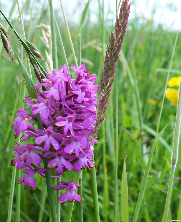 Wallpapers Nature Flowers fleur des prs 