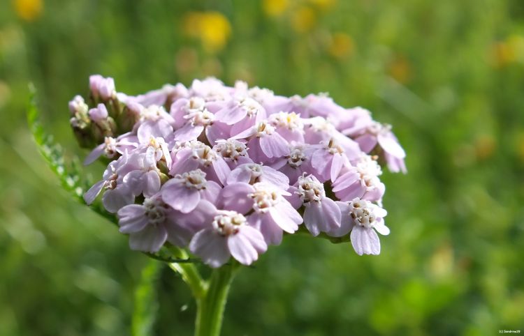 Wallpapers Nature Flowers Macro fleur des champs