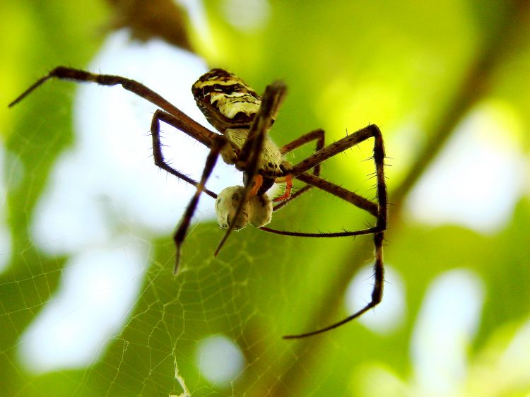 Wallpapers Animals Spiders Wallpaper N303434