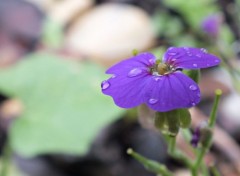  Nature Macro fleur