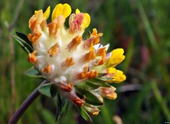  Nature Macro fleur des champs