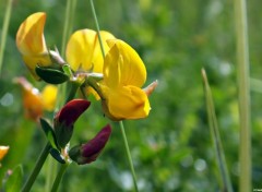  Nature Macro fleurs de prairies 