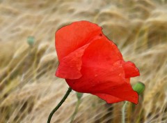  Nature Coquelicot 