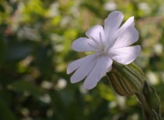  Nature Macro fleur blanche