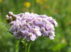  Nature Macro fleur des champs