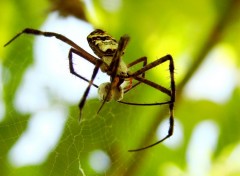  Animaux Image sans titre N303434