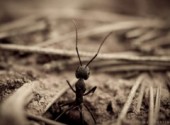  Animaux Une fourmis qui a bien voulu poser!