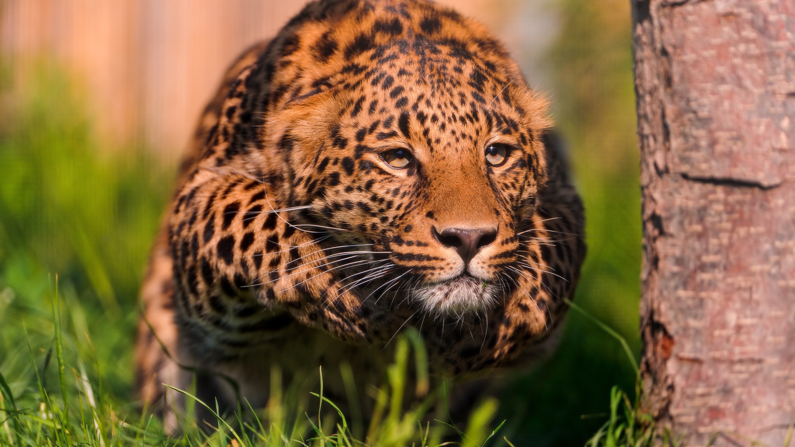 Fonds d'cran Animaux Flins - Lopards 