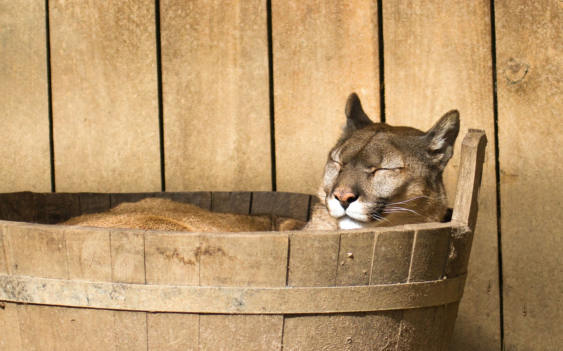 Fonds d'cran Animaux Flins - Pumas 