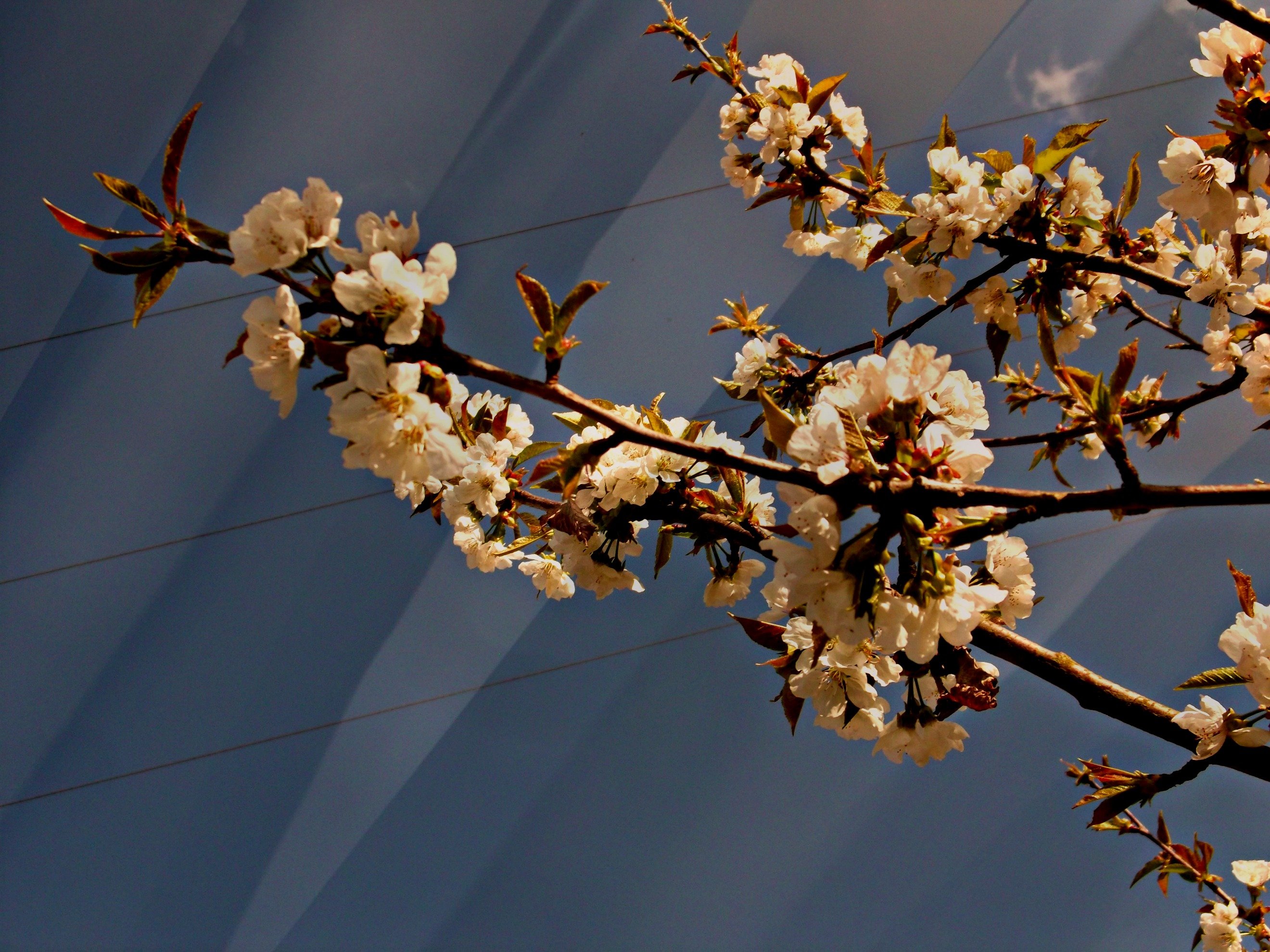 Wallpapers Nature Flowers :) lueur de fleur !