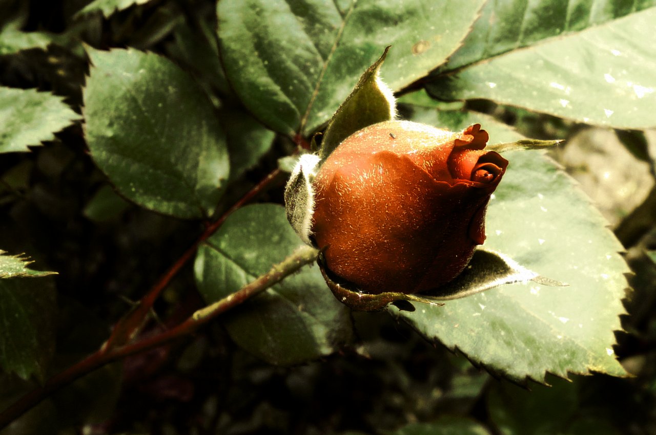 Fonds d'cran Nature Fleurs Dlicate rose