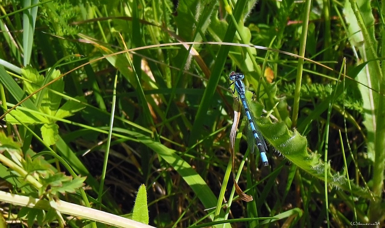 Wallpapers Animals Insects - Dragonflies Libellule bleu