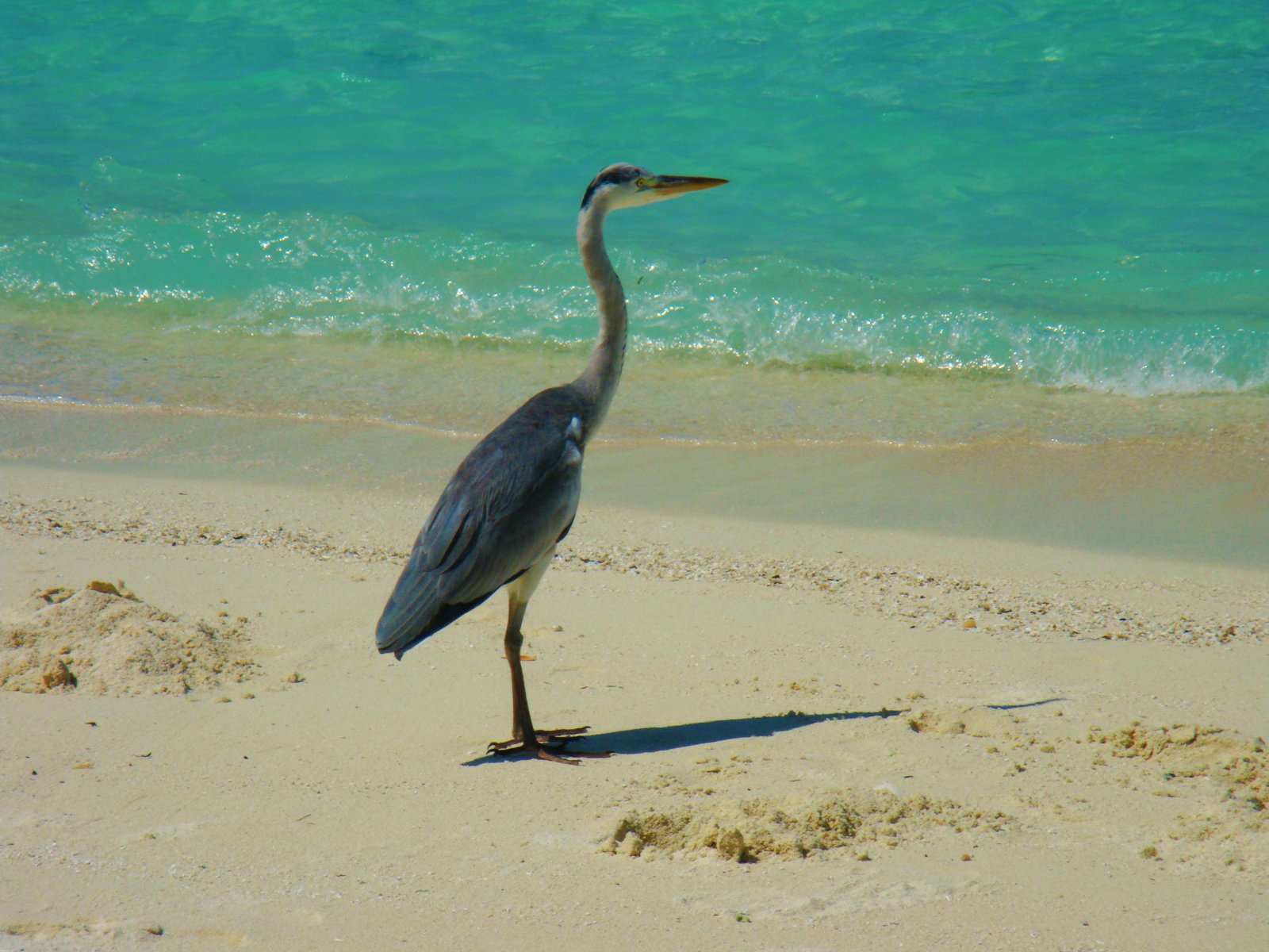 Wallpapers Animals Birds - Herons 