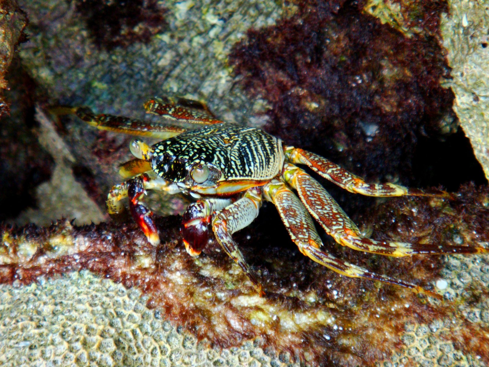 Wallpapers Animals Sealife - Crustaceans 