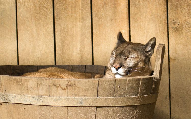 Fonds d'cran Animaux Flins - Pumas Wallpaper N303383