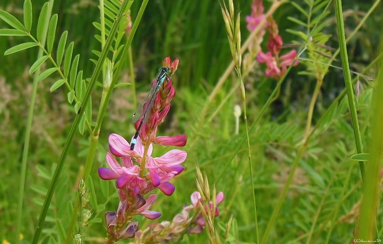 Wallpapers Animals Insects - Dragonflies Libellule