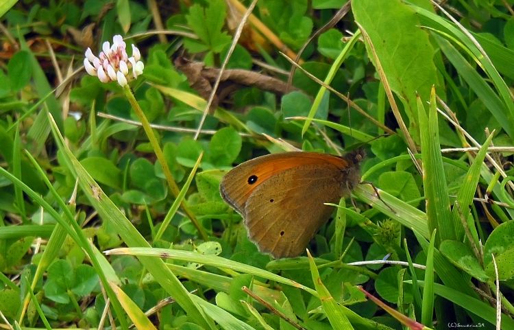 Wallpapers Animals Insects - Butterflies Papillon